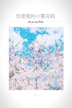 are you my little chrysanthemum